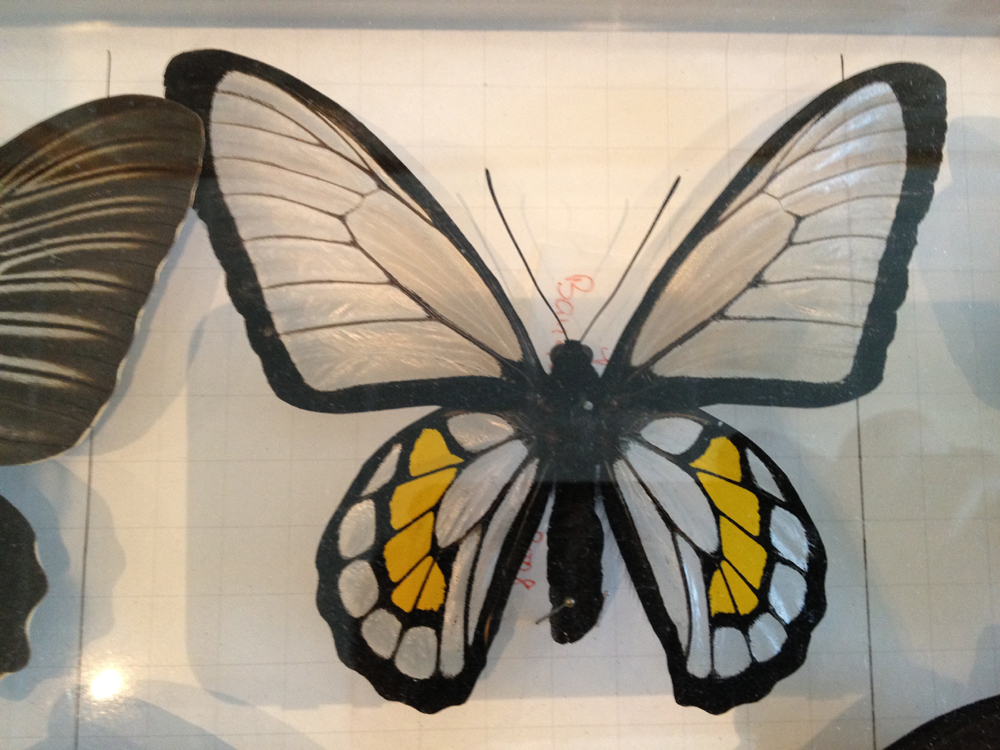 Troides ssp. transparent birdwing! (Internet Image property of respective owner, non-commercial use only)